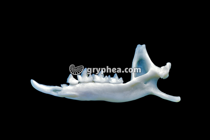 Demi-mâchoire de Musaraigne (isolée d'une pelote de réjection de Chouette effraie) - gryphea.com